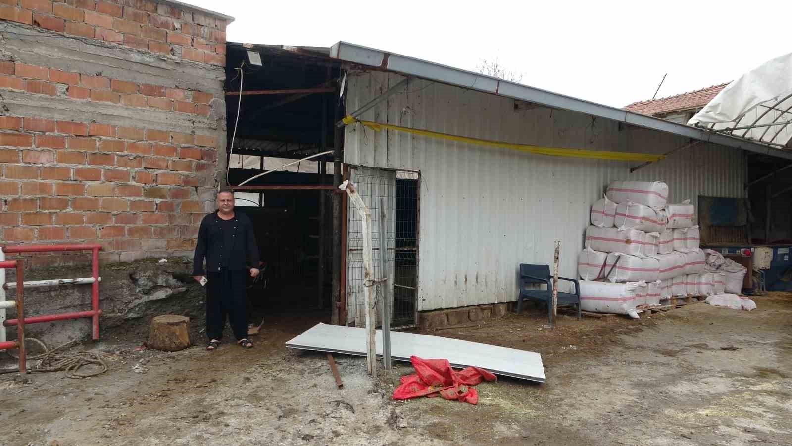 Ahırda dehşet: Onlarca büyükbaş hayvan akıma kapıldı, 4’ü telef oldu