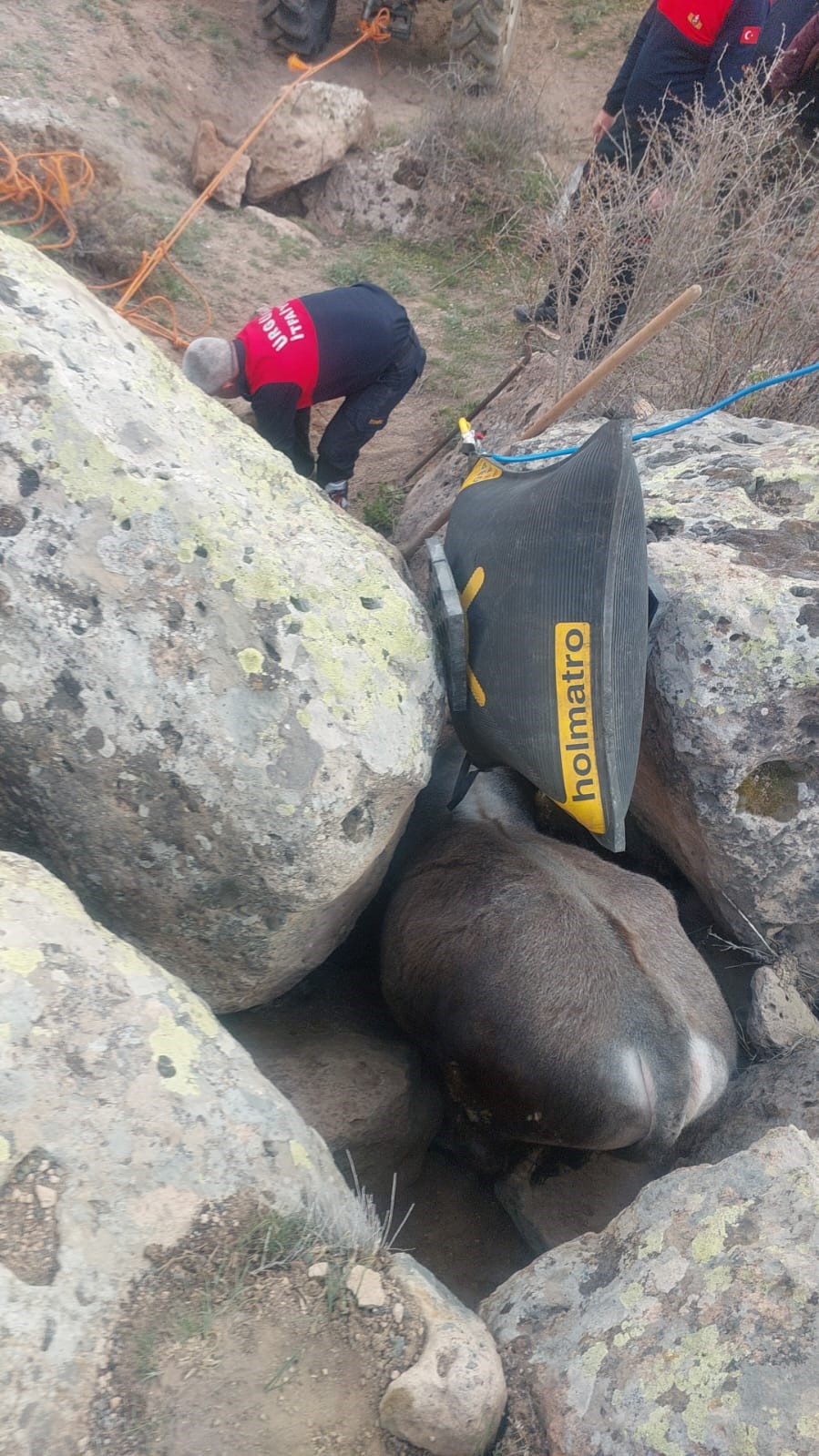 Kayaların arasına sıkışan tosunu itfaiye kurtardı