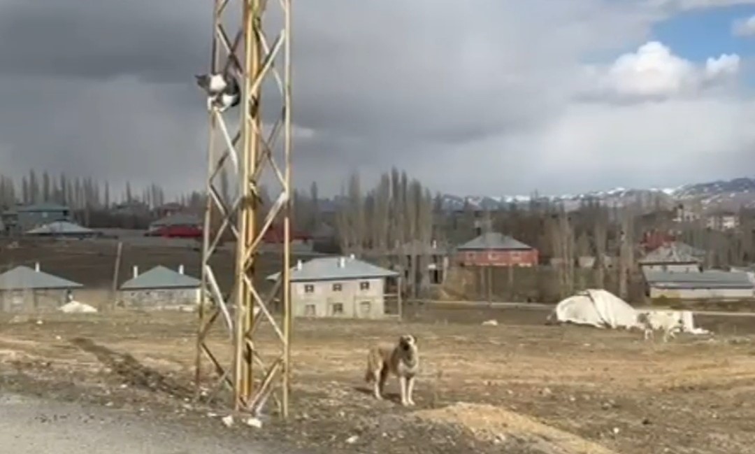 Van’da köpeklerden kaçan kedi saatlerce direkte bekledi