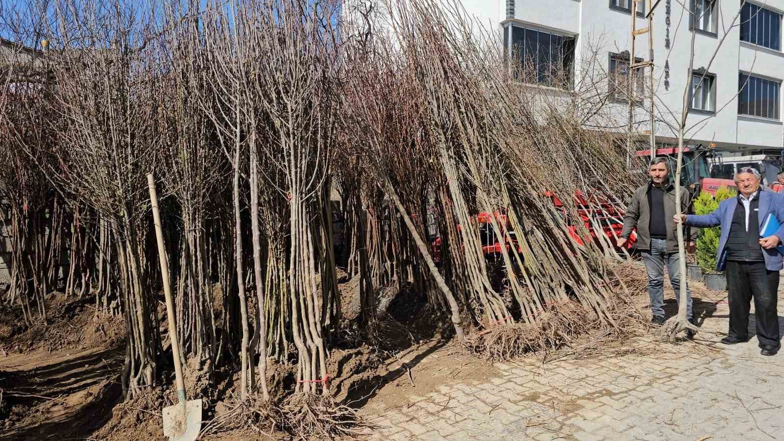 Adilcevaz’dan yurdun dört bir yanına ceviz fidanı