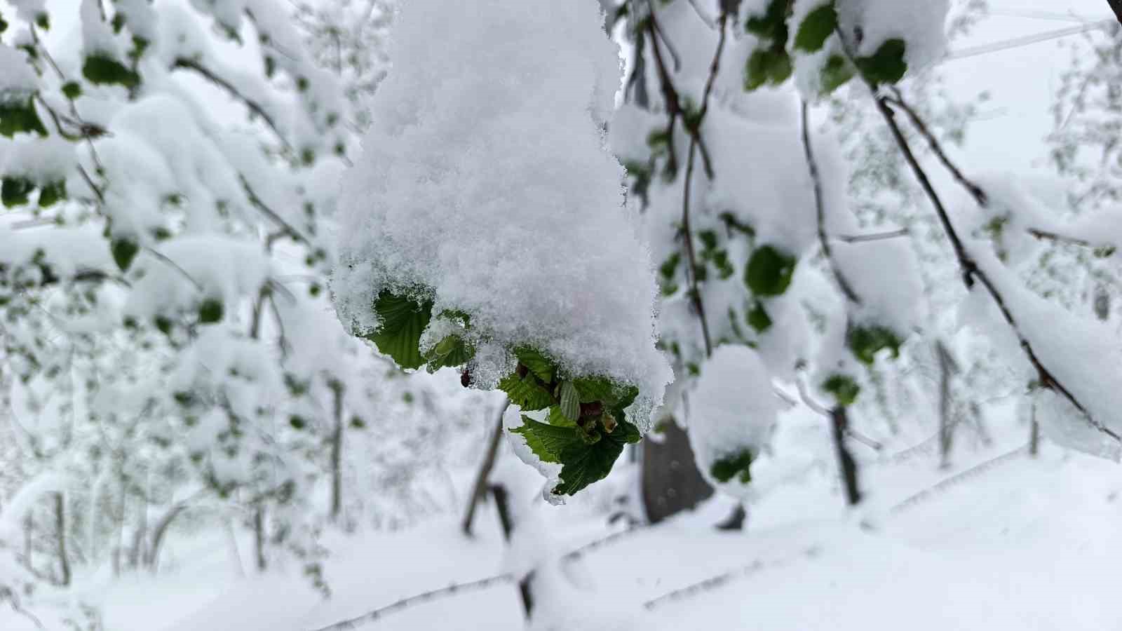 Mart ayında etkili olan kar, fındıkta lokal zararlara neden oldu