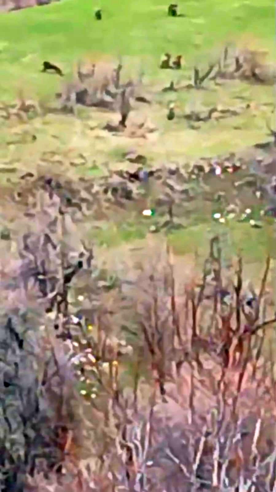 Böylesi ilk kez görüntülendi: Kış uykusundan uyanan 8 bozayı bir arada