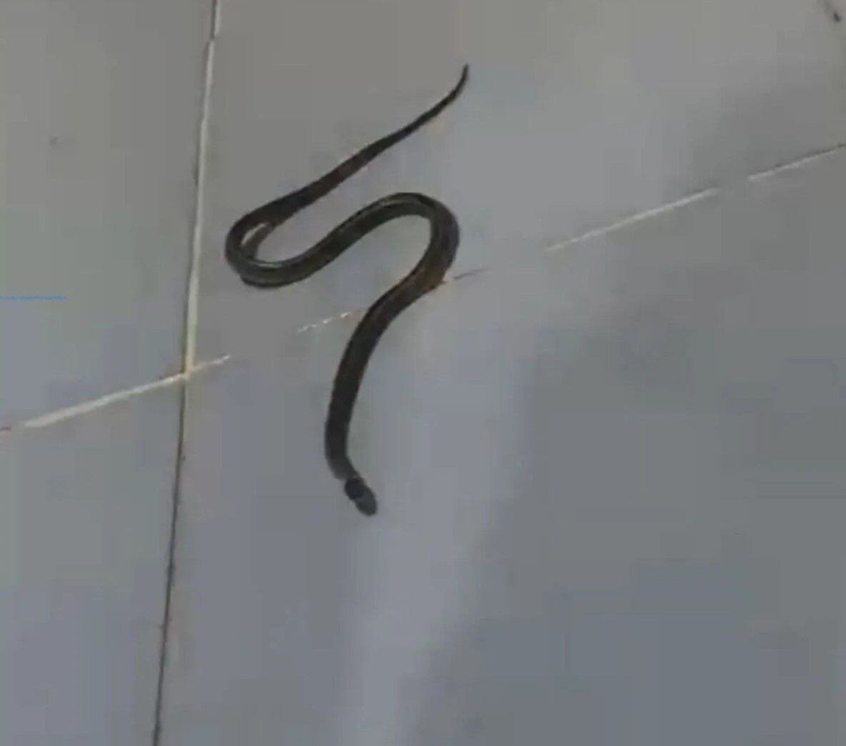 Hakkarili aile iki yıldır yılanlarla yaşıyor