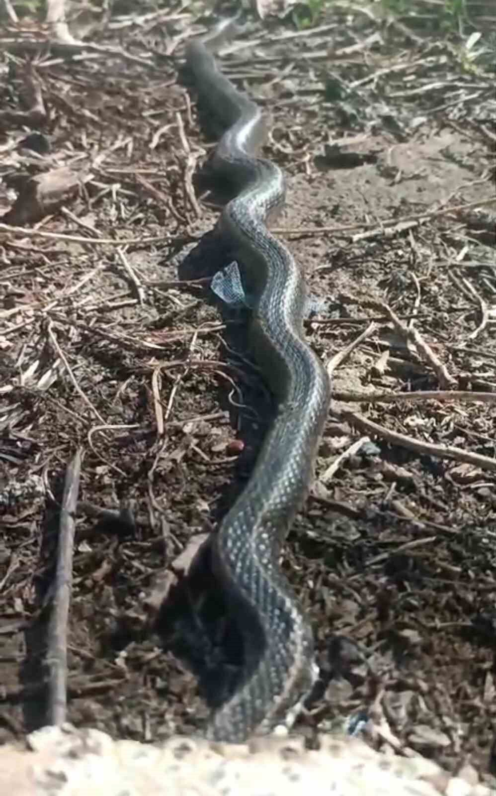 Hakkarili aile iki yıldır yılanlarla yaşıyor