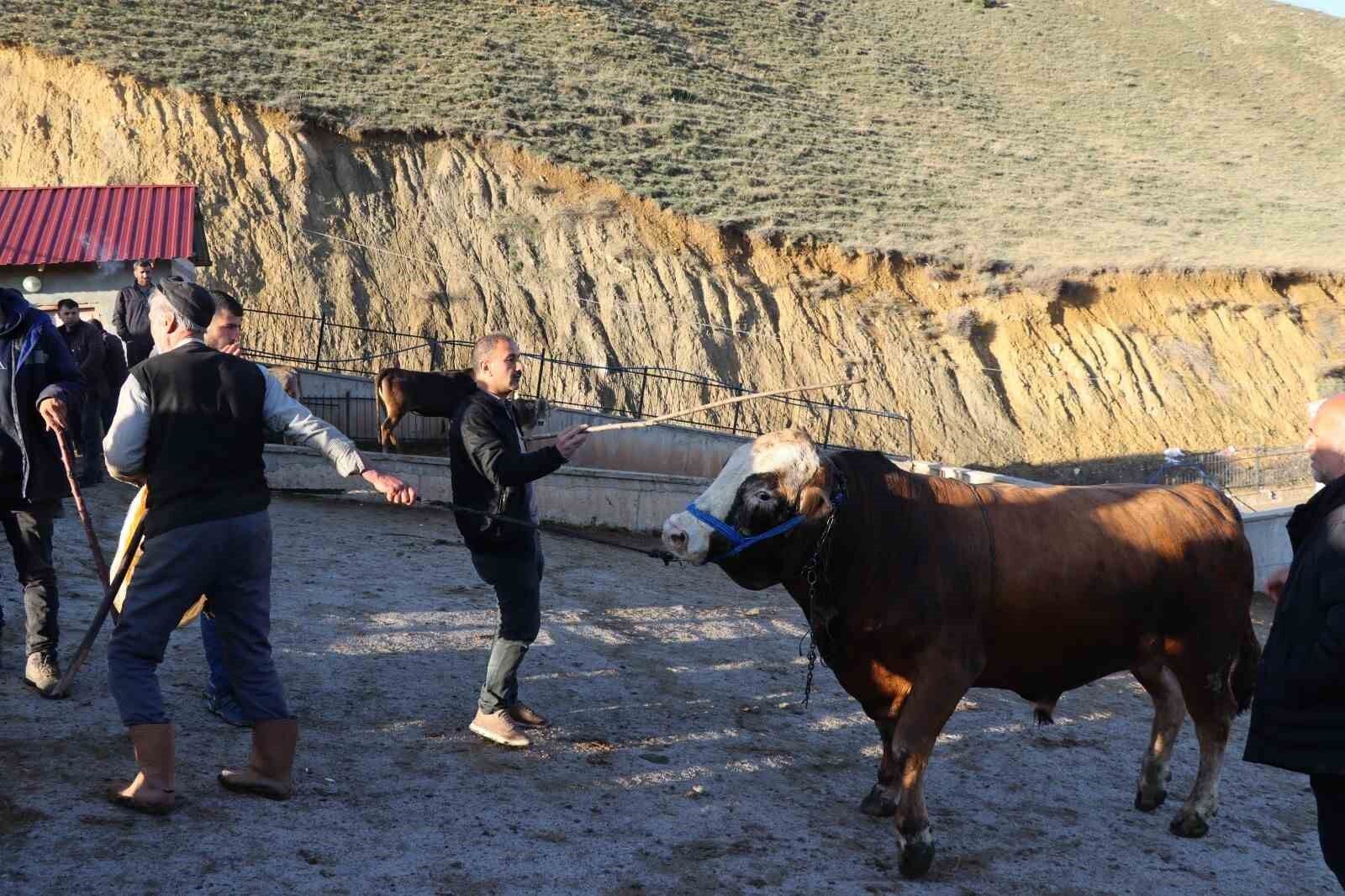 Kurban Bayramı öncesi hayvan pazarlarında hareketlilik başladı