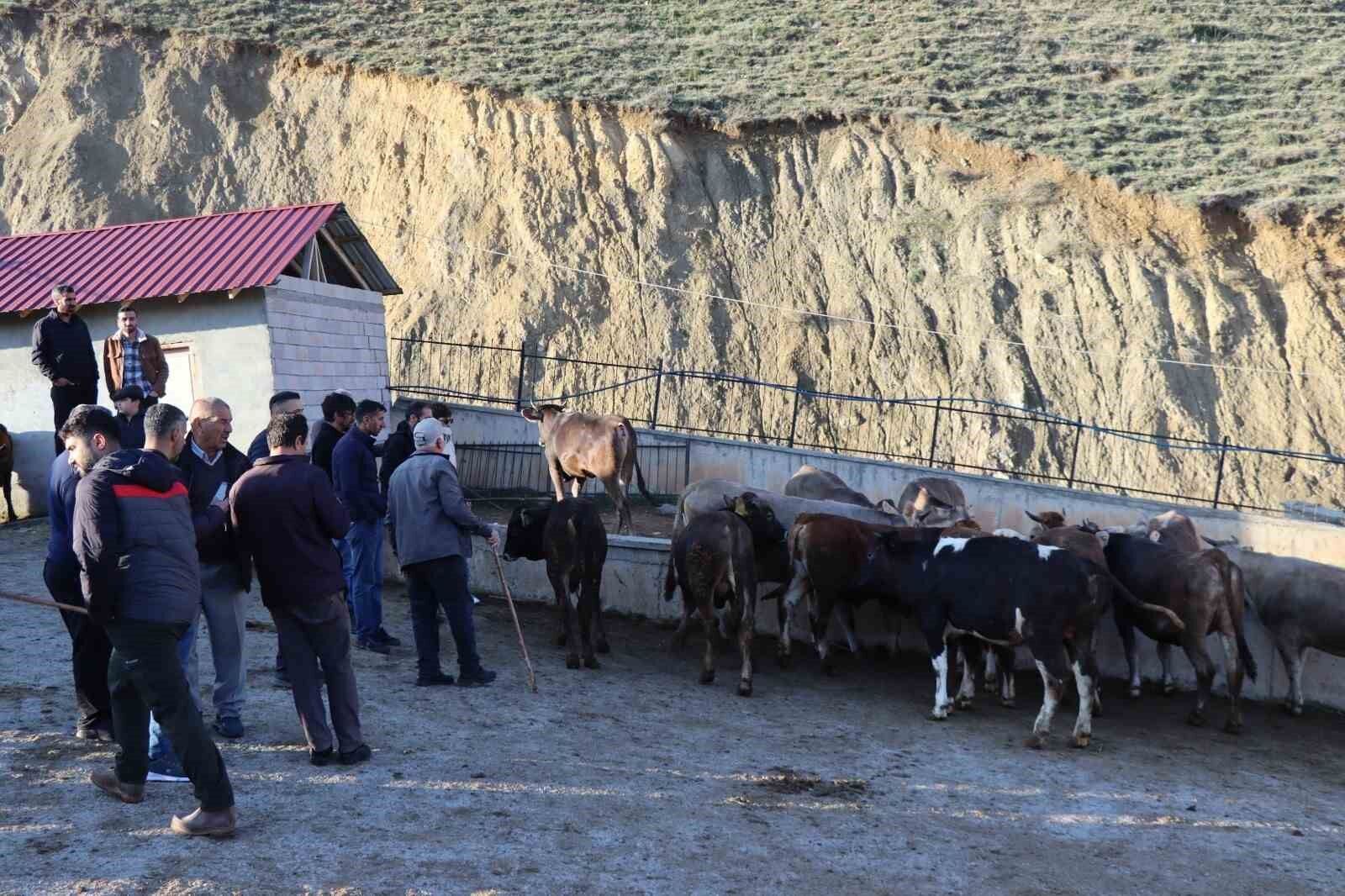 Kurban Bayramı öncesi hayvan pazarlarında hareketlilik başladı