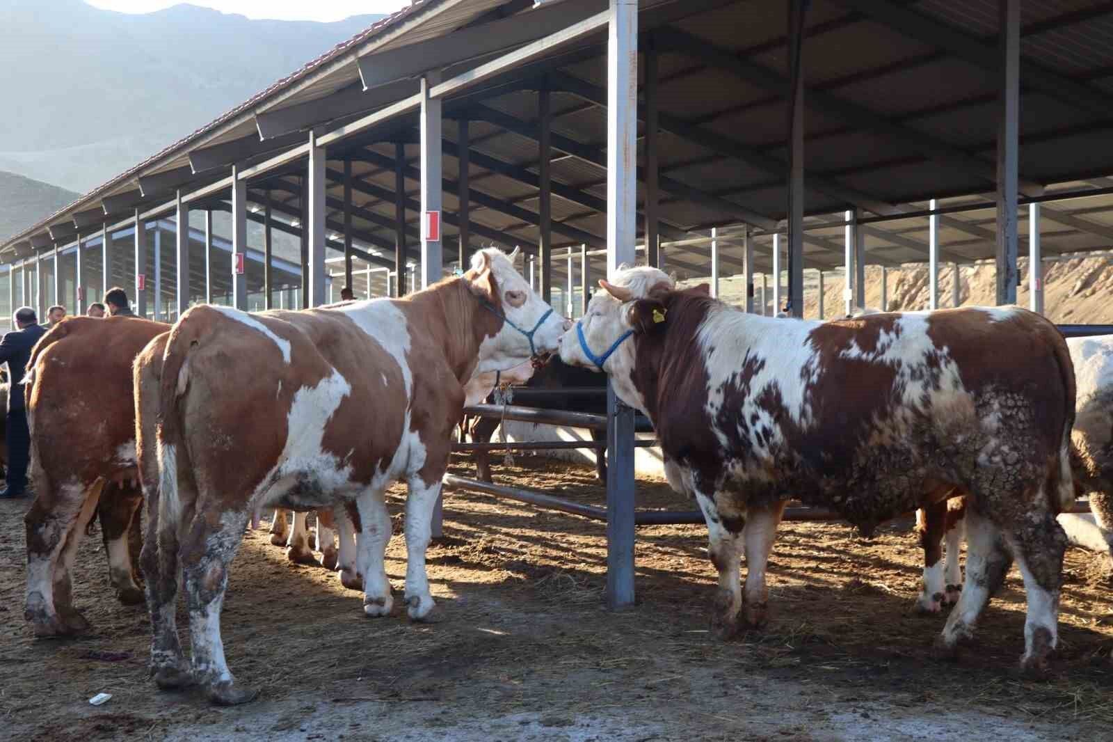 Kurban Bayramı öncesi hayvan pazarlarında hareketlilik başladı