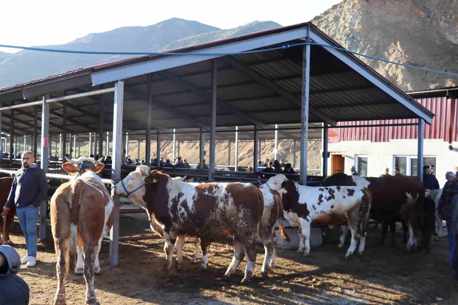 Kurban Bayramı öncesi hayvan pazarlarında hareketlilik başladı