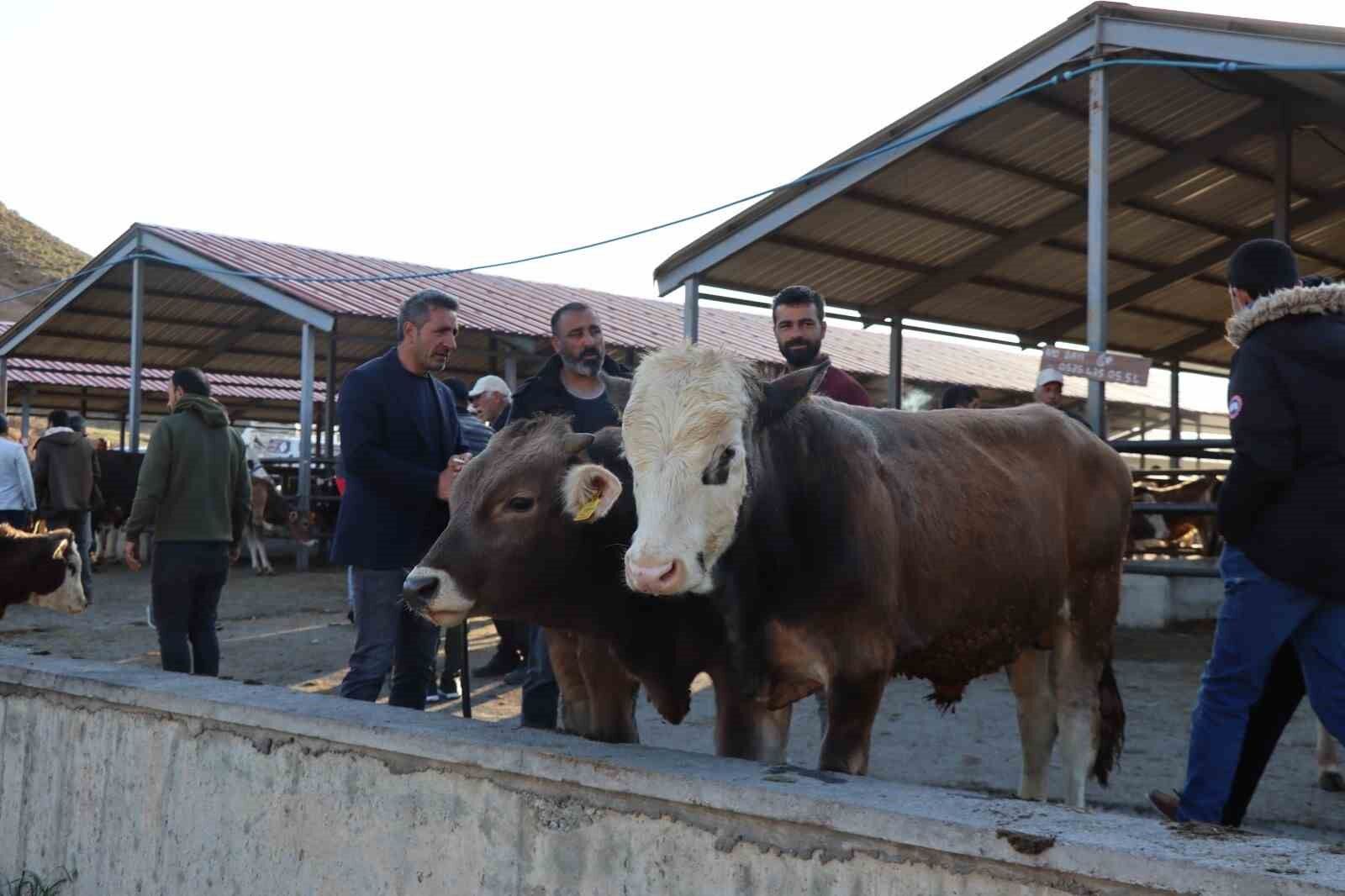 Kurban Bayramı öncesi hayvan pazarlarında hareketlilik başladı
