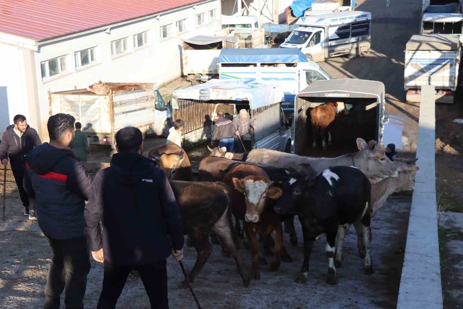 Kurban Bayramı öncesi hayvan pazarlarında hareketlilik başladı