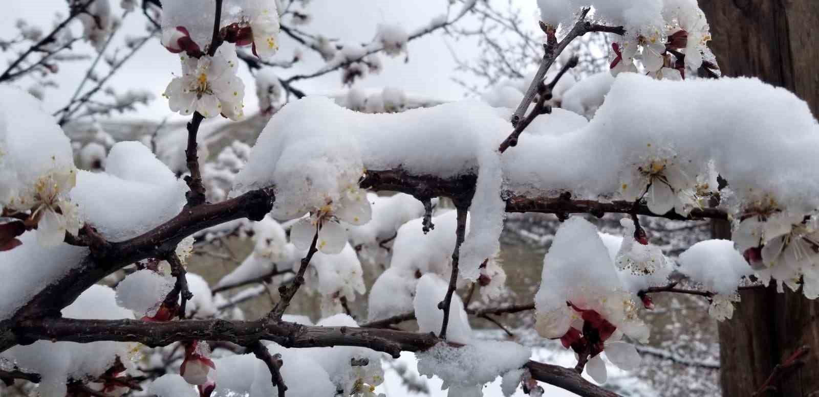 Erzincan’da çiçek açan meyve ağaçlarını don vurdu