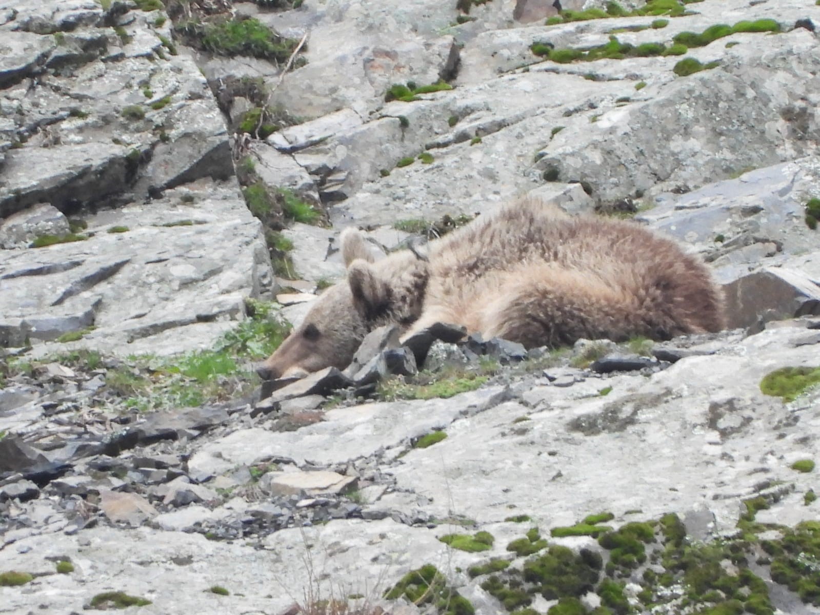 Kış uykusundan uyanan boz ayı yiyecek ararken görüntülendi