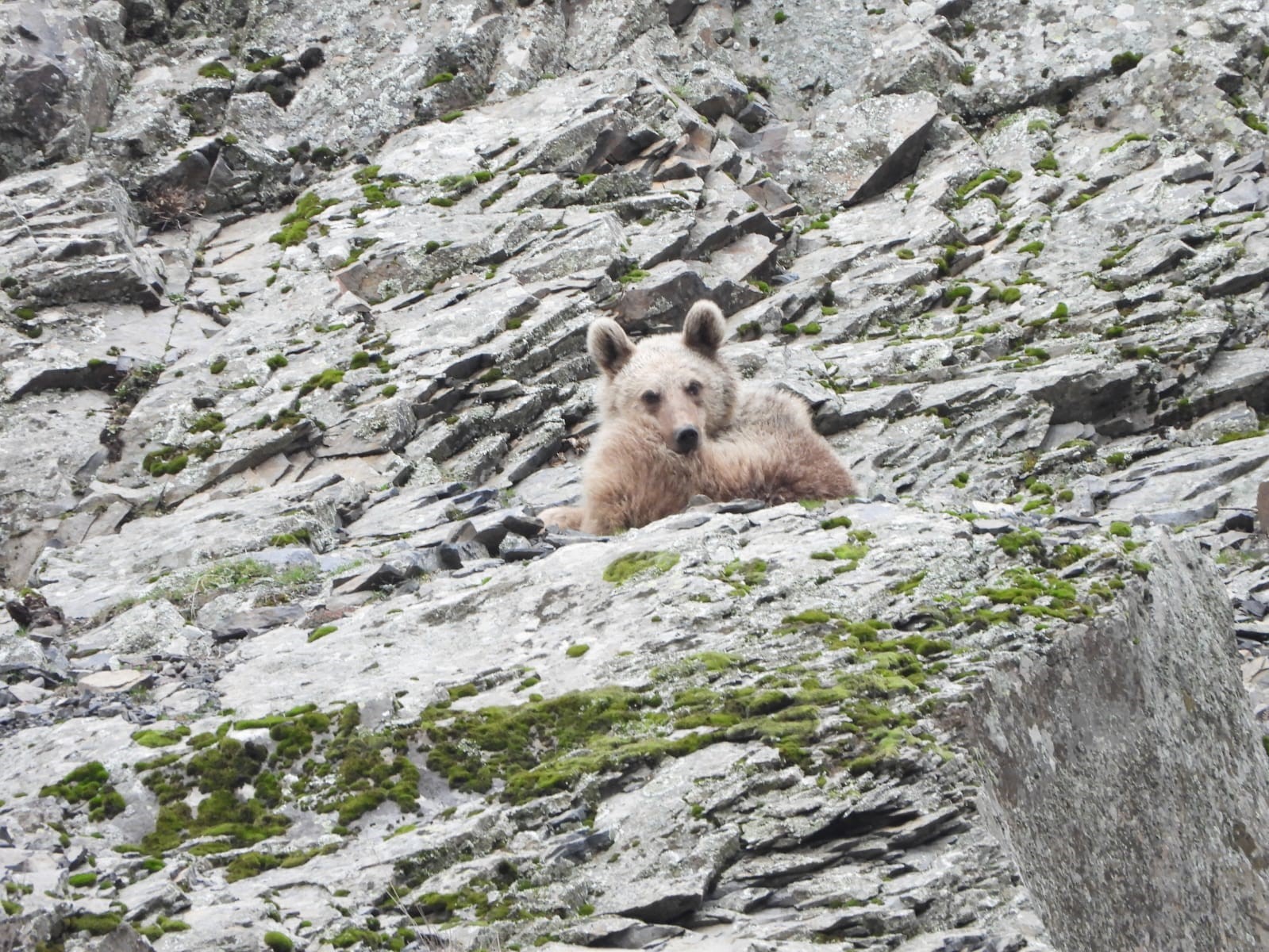 Kış uykusundan uyanan boz ayı yiyecek ararken görüntülendi
