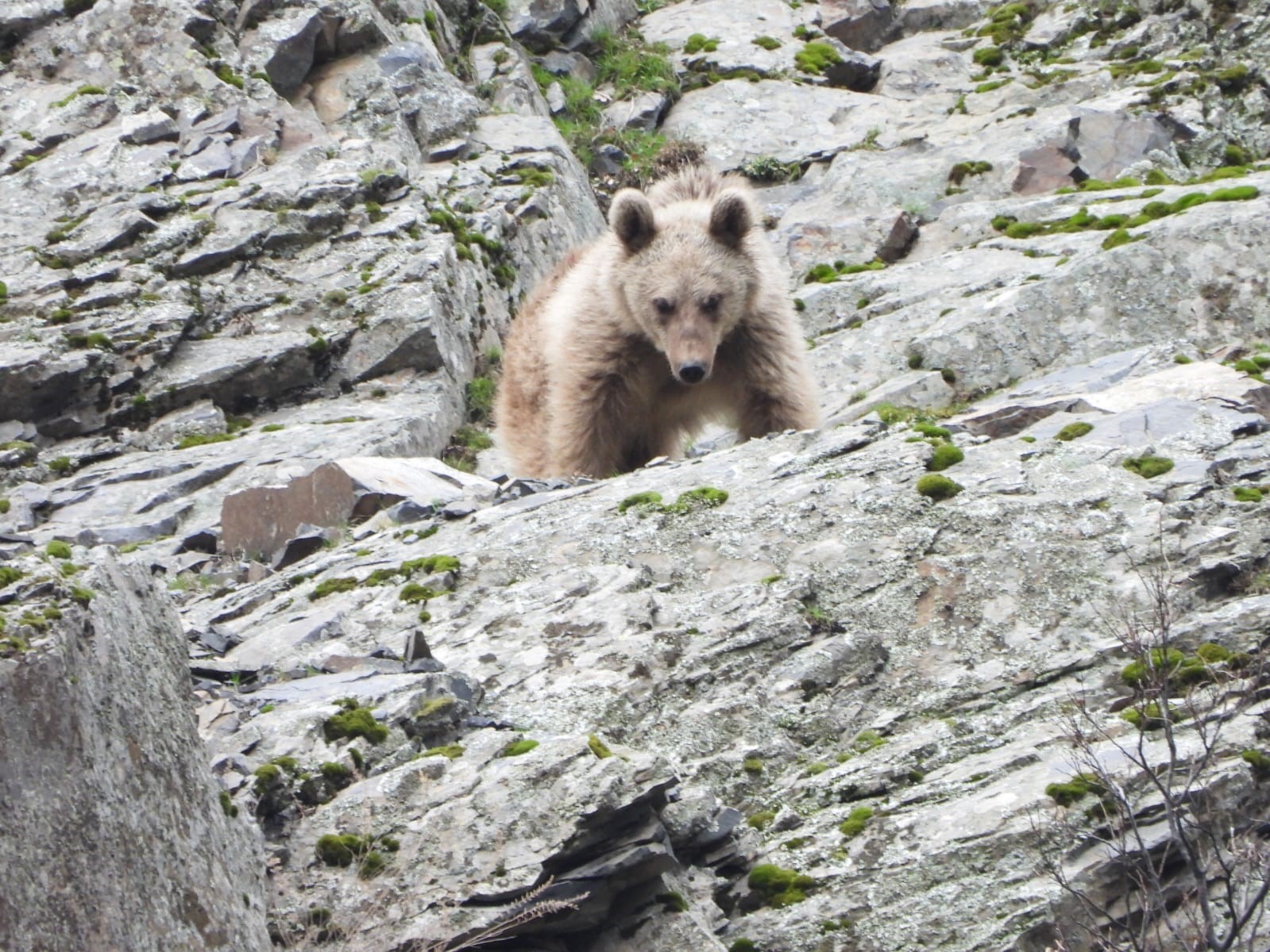 Kış uykusundan uyanan boz ayı yiyecek ararken görüntülendi