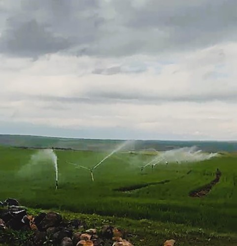 Kaçak elektrikle sulama yağmur yağarken de devam etti