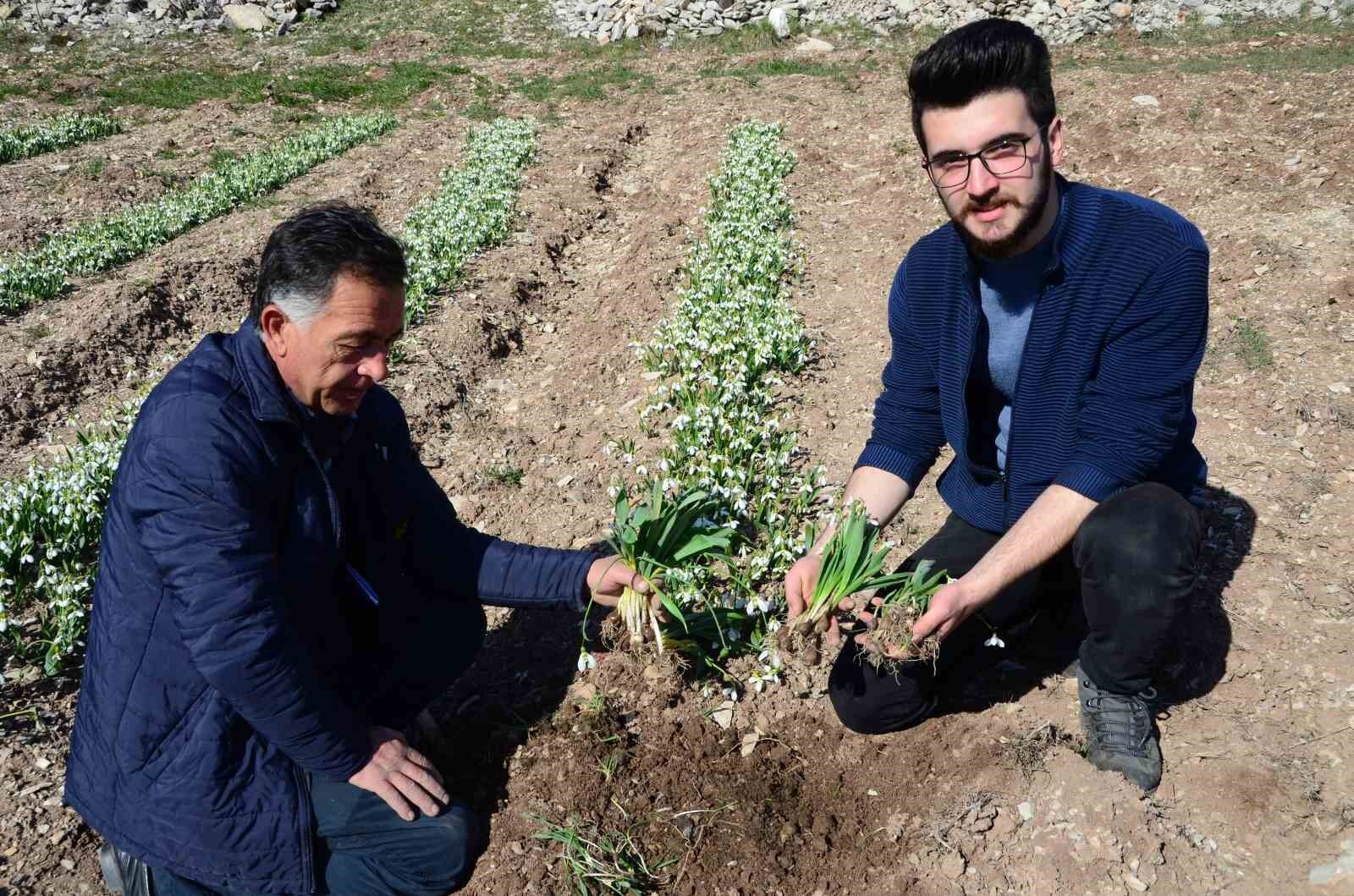 Kardelen soğanlarının doğadan sökümü yasaklandı