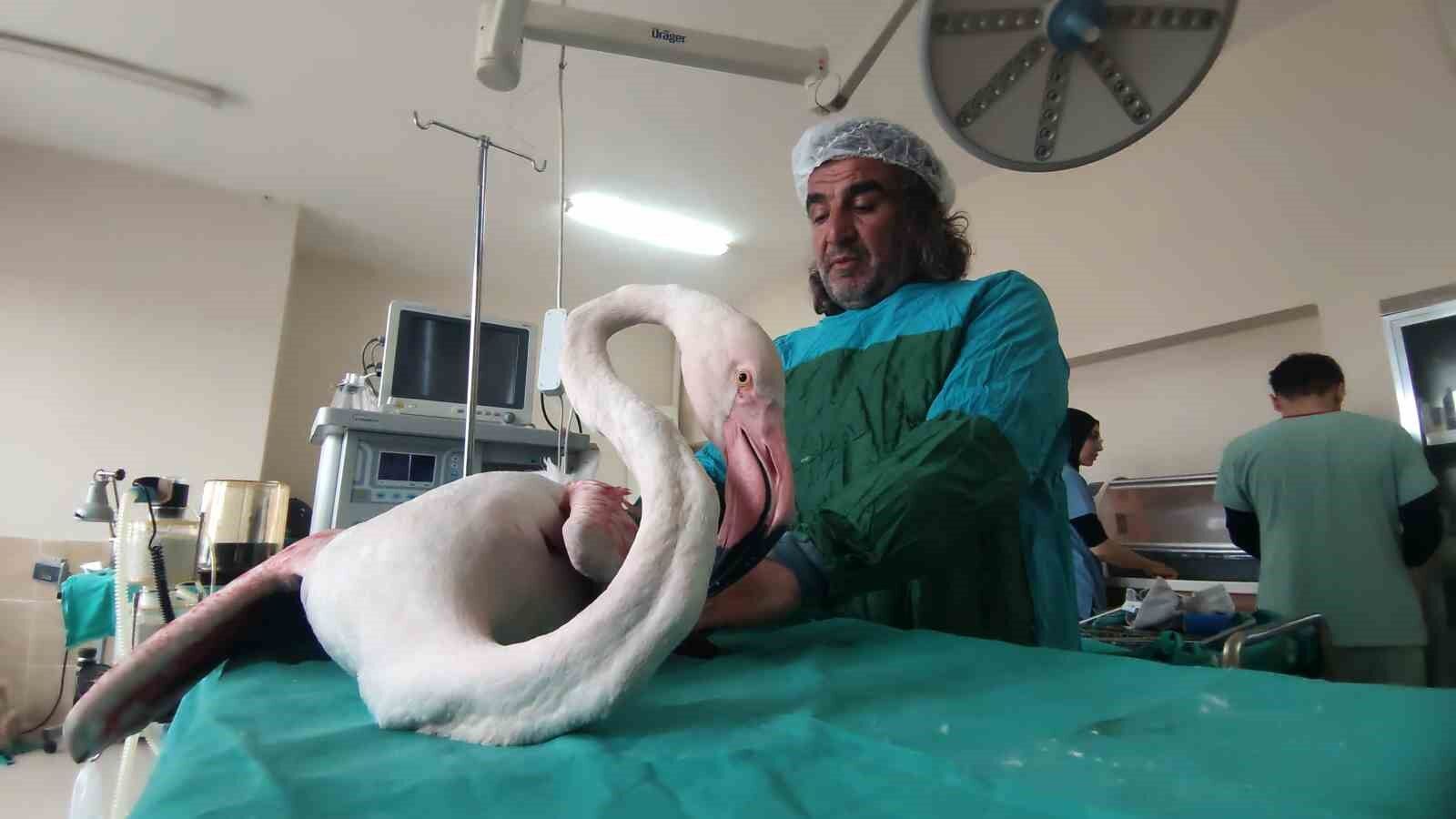 Bitlis’te yaralı bulunan flamingo Van’da tedavi altına alındı