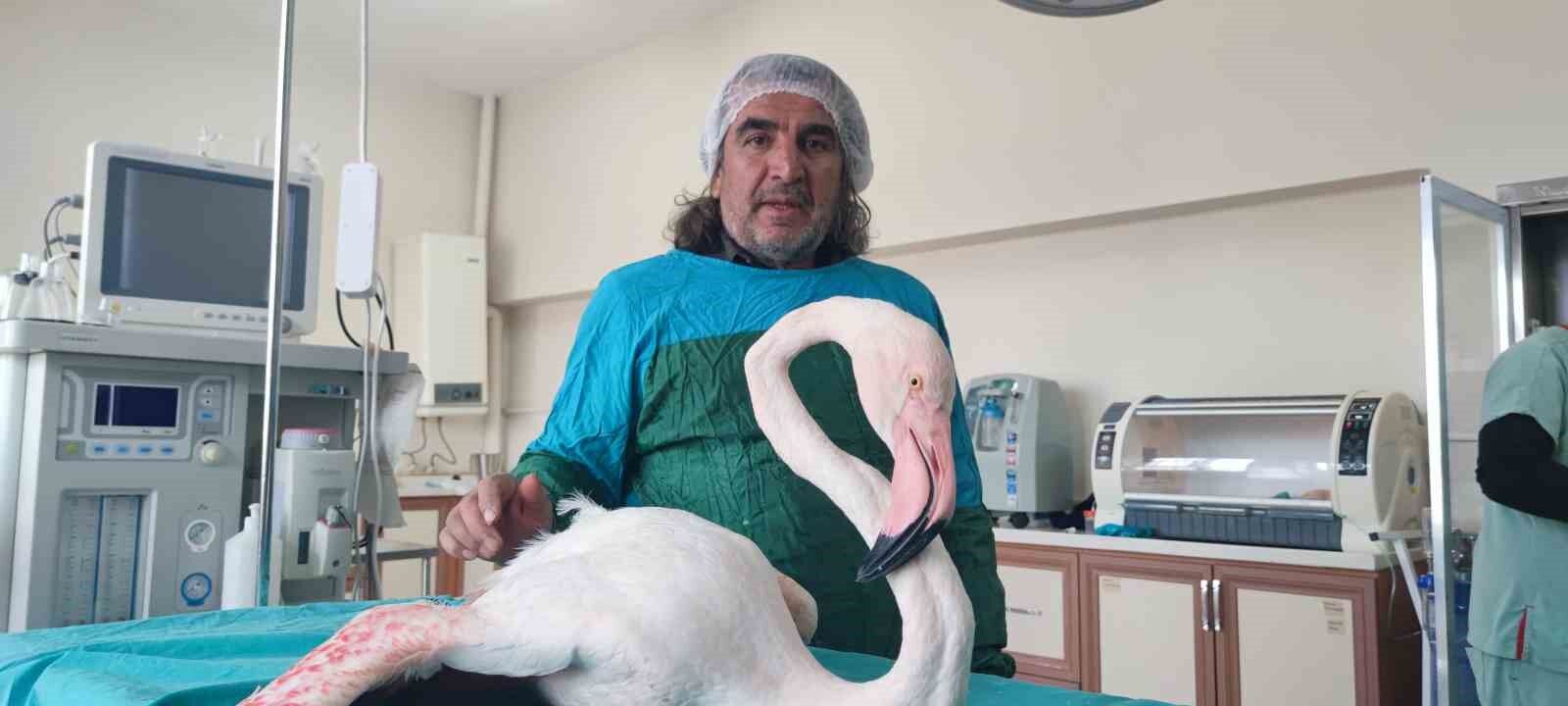 Bitlis’te yaralı bulunan flamingo Van’da tedavi altına alındı