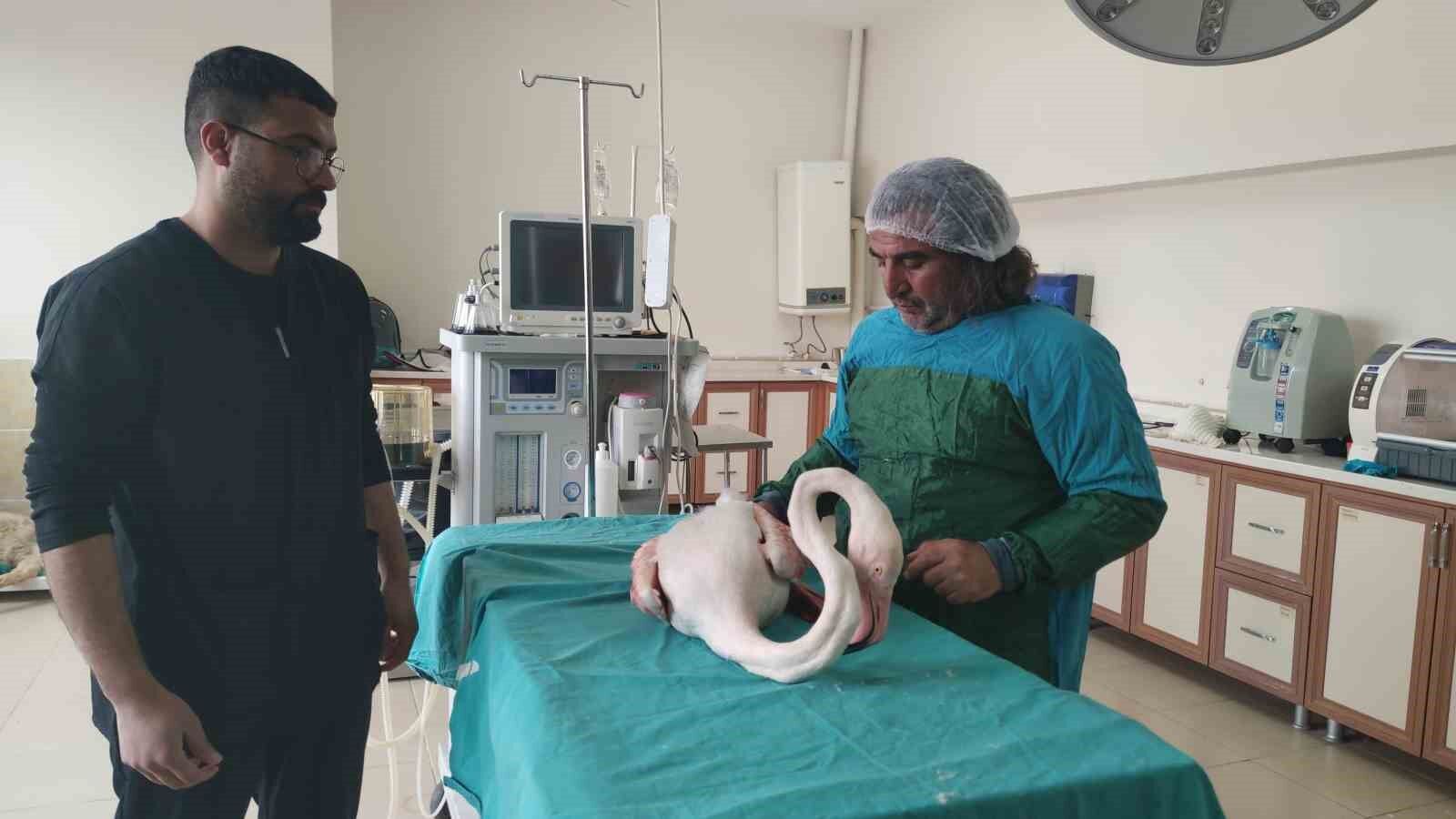 Bitlis’te yaralı bulunan flamingo Van’da tedavi altına alındı