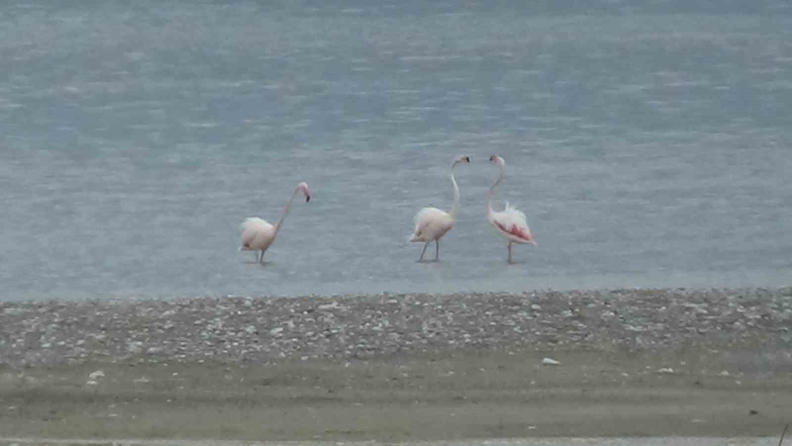 Bitlis’te yaralı bulunan flamingo Van’da tedavi altına alındı