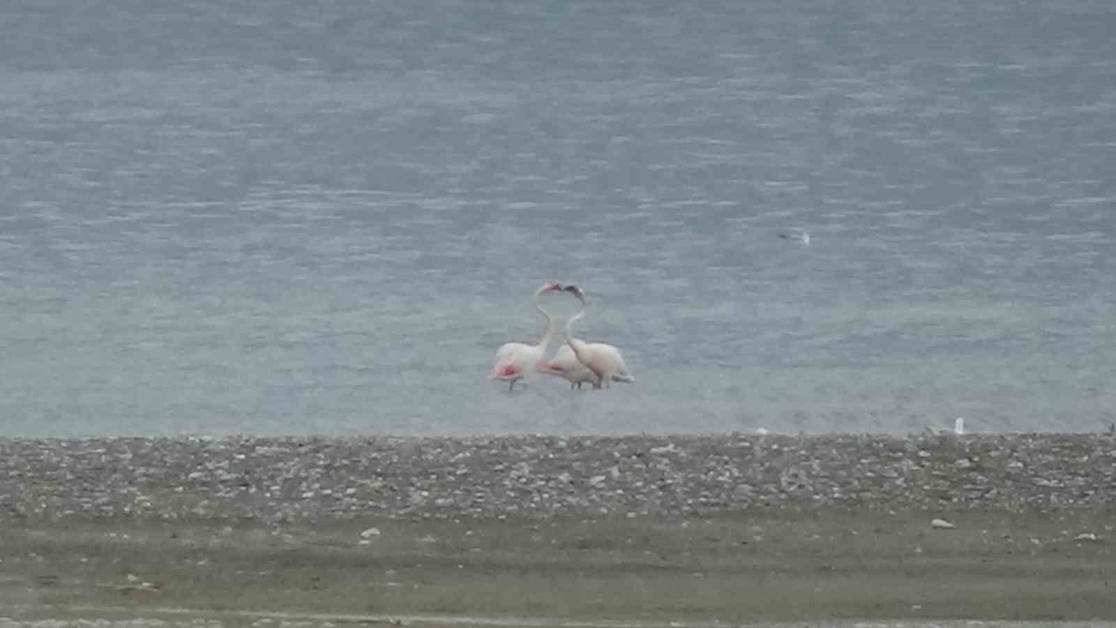 Bitlis’te yaralı bulunan flamingo Van’da tedavi altına alındı