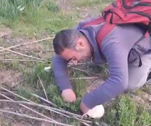 Bitlis’te dağ mantarı çıkmaya başladı