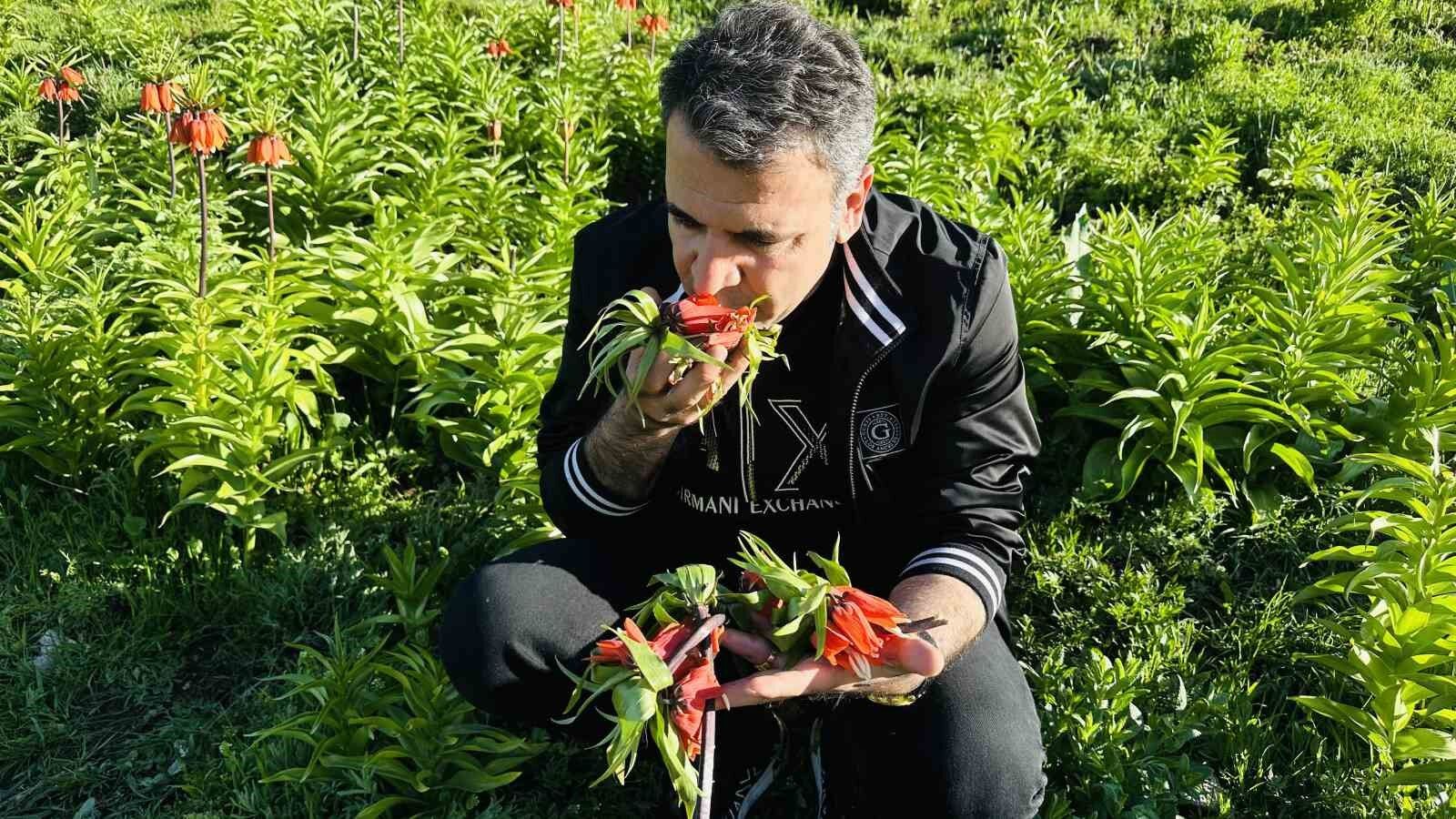 20 günlük ömrü olan ters lalelere zarar verildi