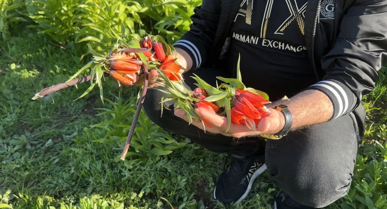 20 günlük ömrü olan ters lalelere zarar verildi