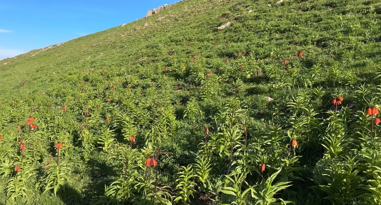 20 günlük ömrü olan ters lalelere zarar verildi