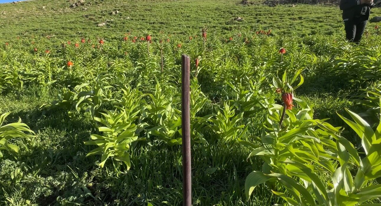 20 günlük ömrü olan ters lalelere zarar verildi