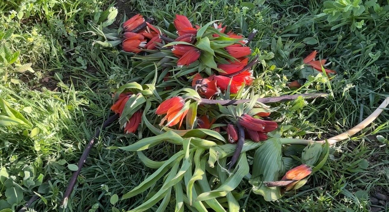 20 günlük ömrü olan ters lalelere zarar verildi