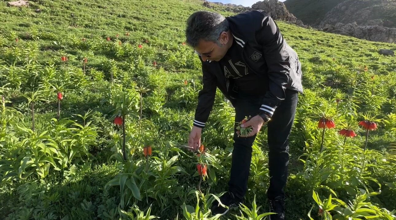 20 günlük ömrü olan ters lalelere zarar verildi