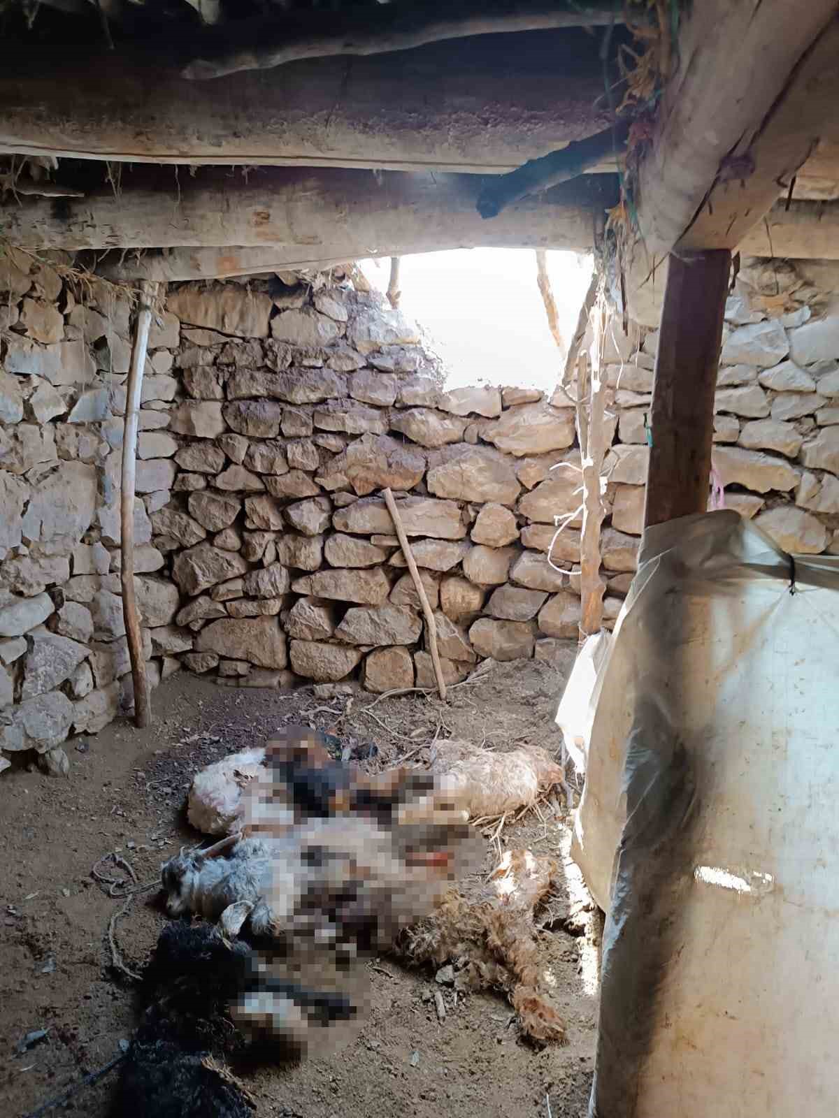 Van’da ahıra giren ayı, 20 keçiyi telef etti