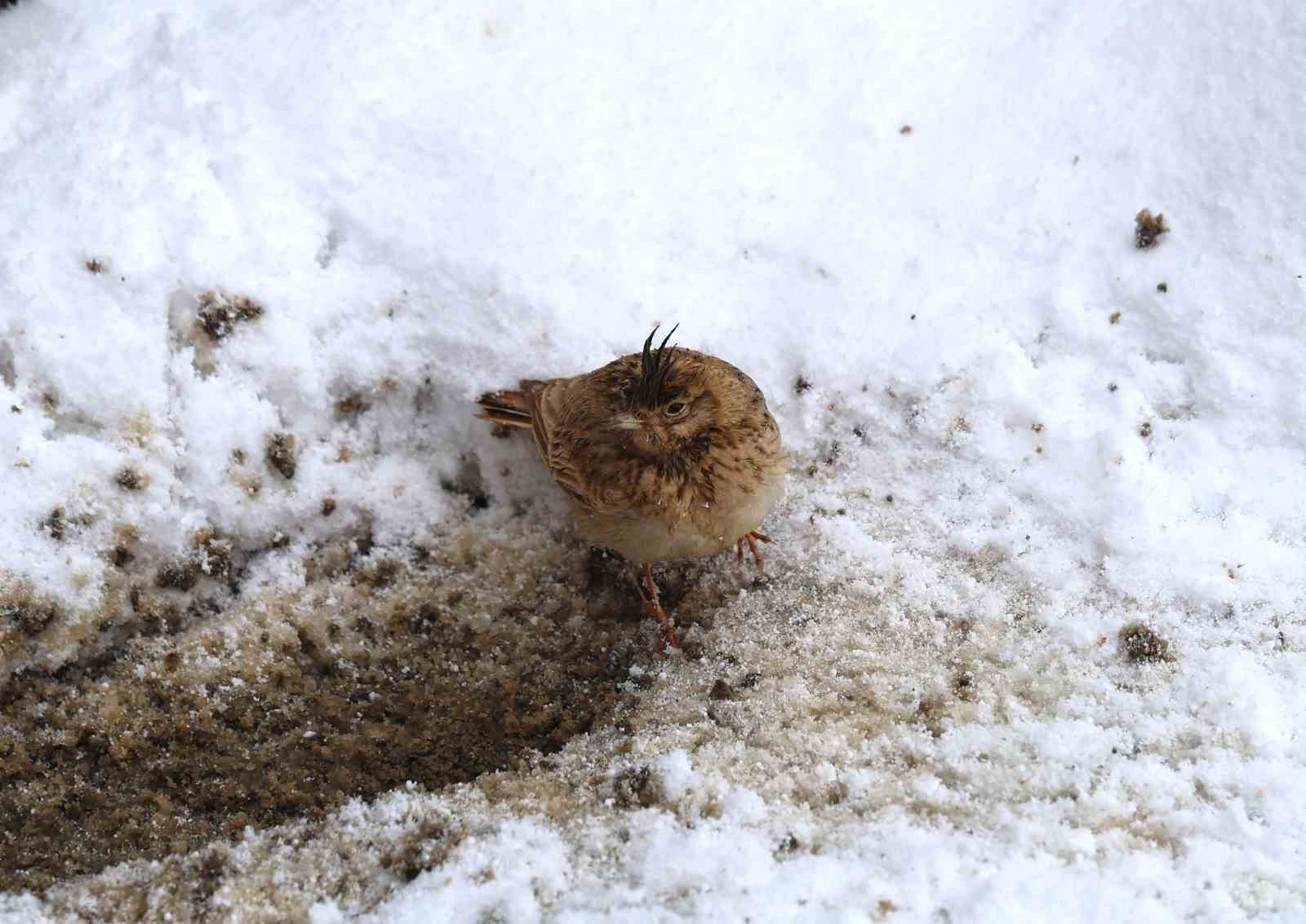 Aniden bastıran nisan karı kuşları da zor durumda bıraktı