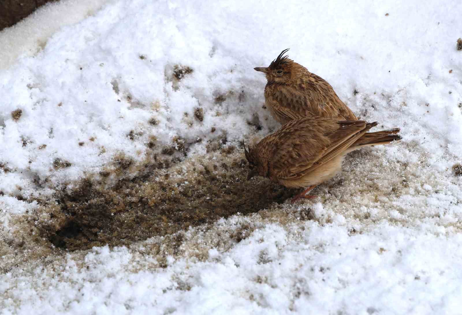 Aniden bastıran nisan karı kuşları da zor durumda bıraktı