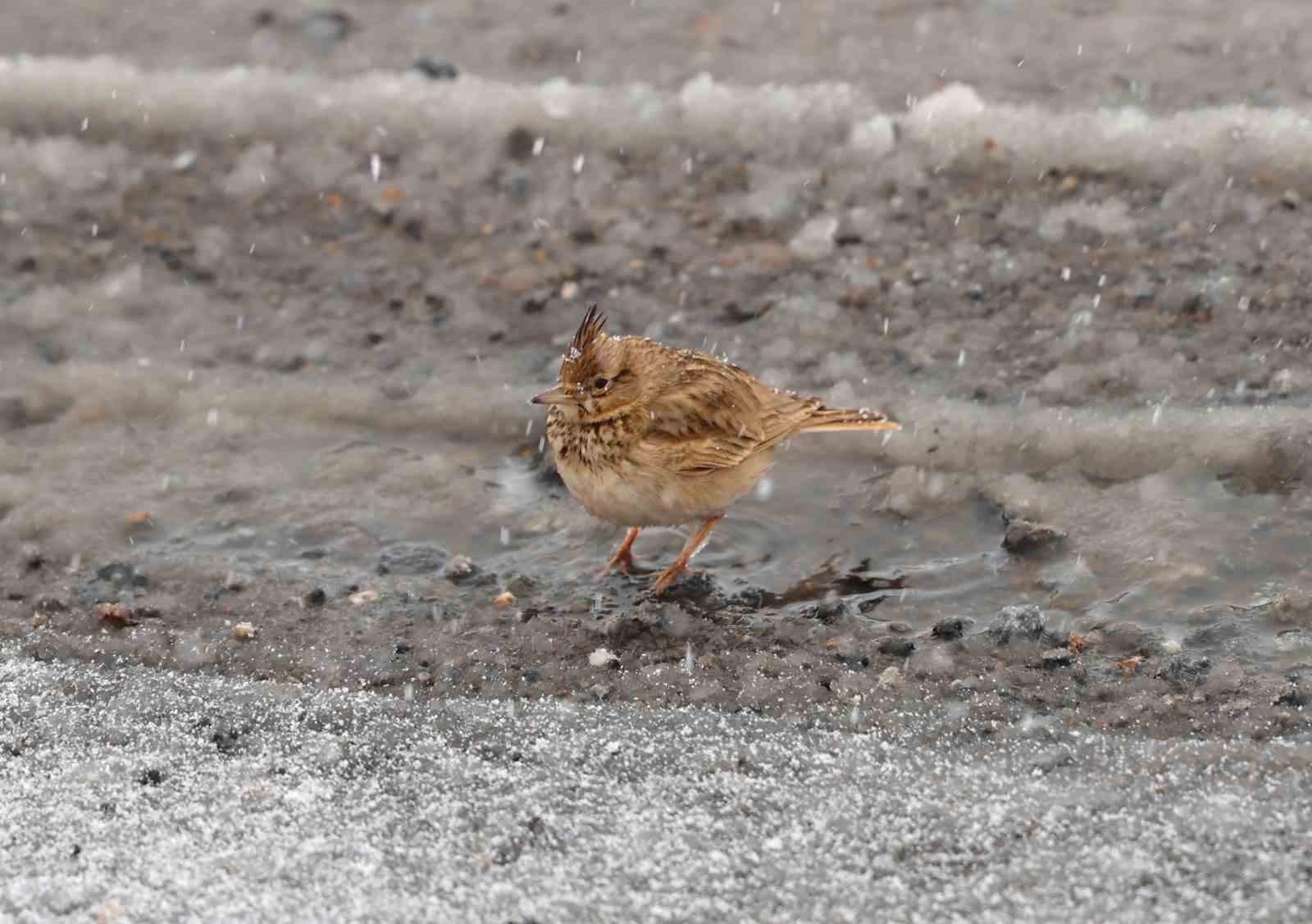 Aniden bastıran nisan karı kuşları da zor durumda bıraktı