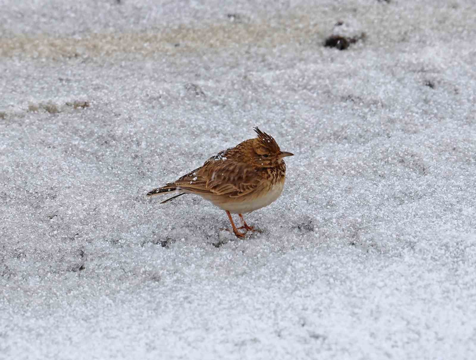 Aniden bastıran nisan karı kuşları da zor durumda bıraktı