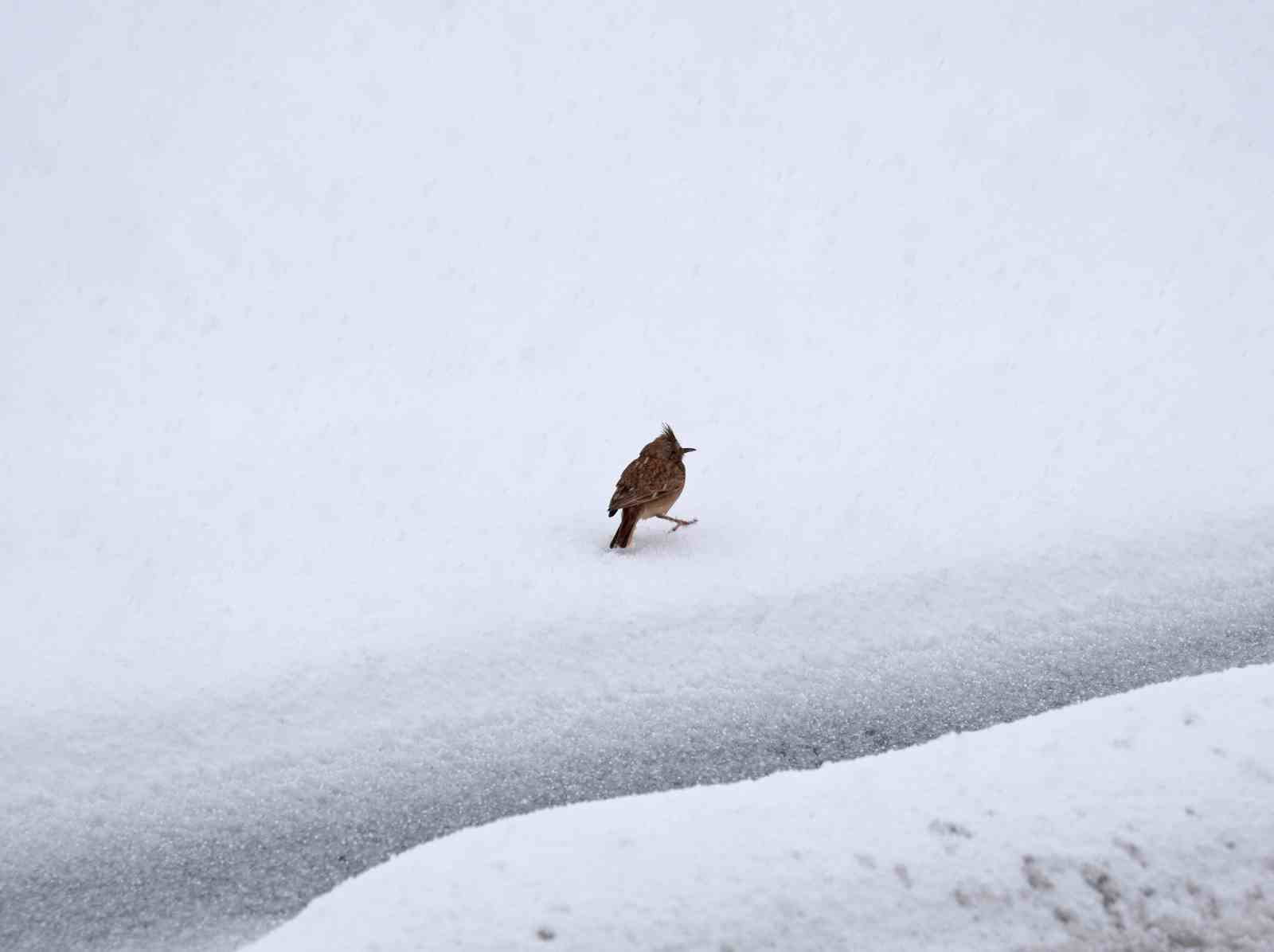 Aniden bastıran nisan karı kuşları da zor durumda bıraktı