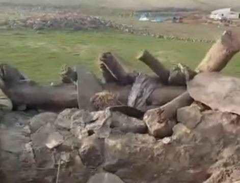 Kars’ta ahır çöktü: Büyükbaş hayvanlar telef oldu