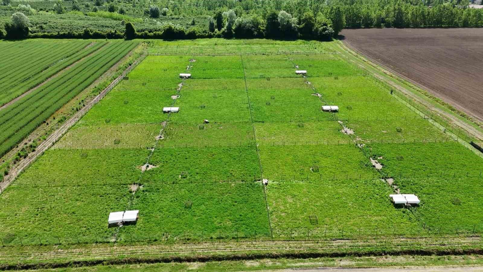 Yapay meralarla sofralara daha ucuz kuzu eti geliyor