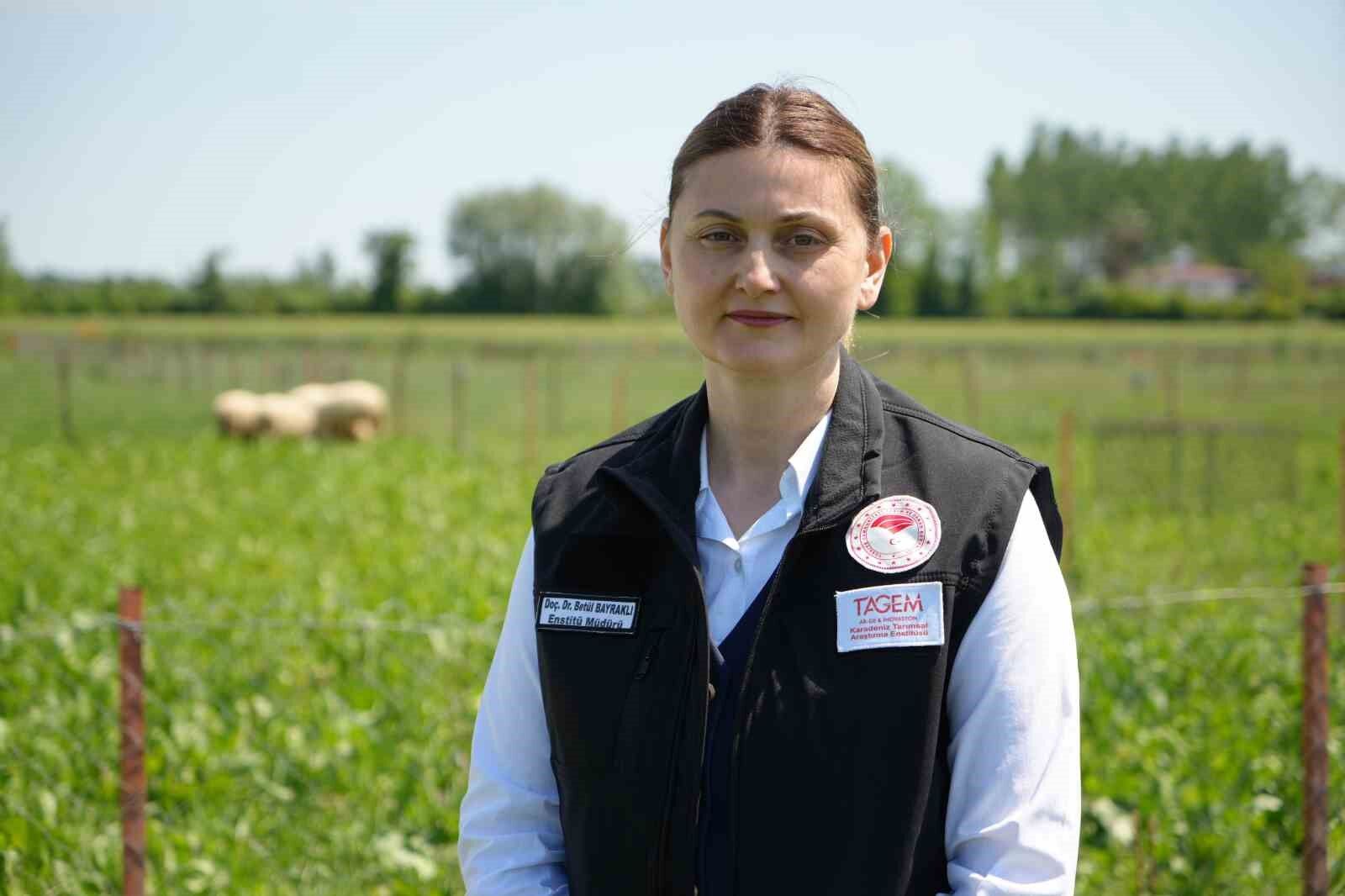 Yapay meralarla sofralara daha ucuz kuzu eti geliyor