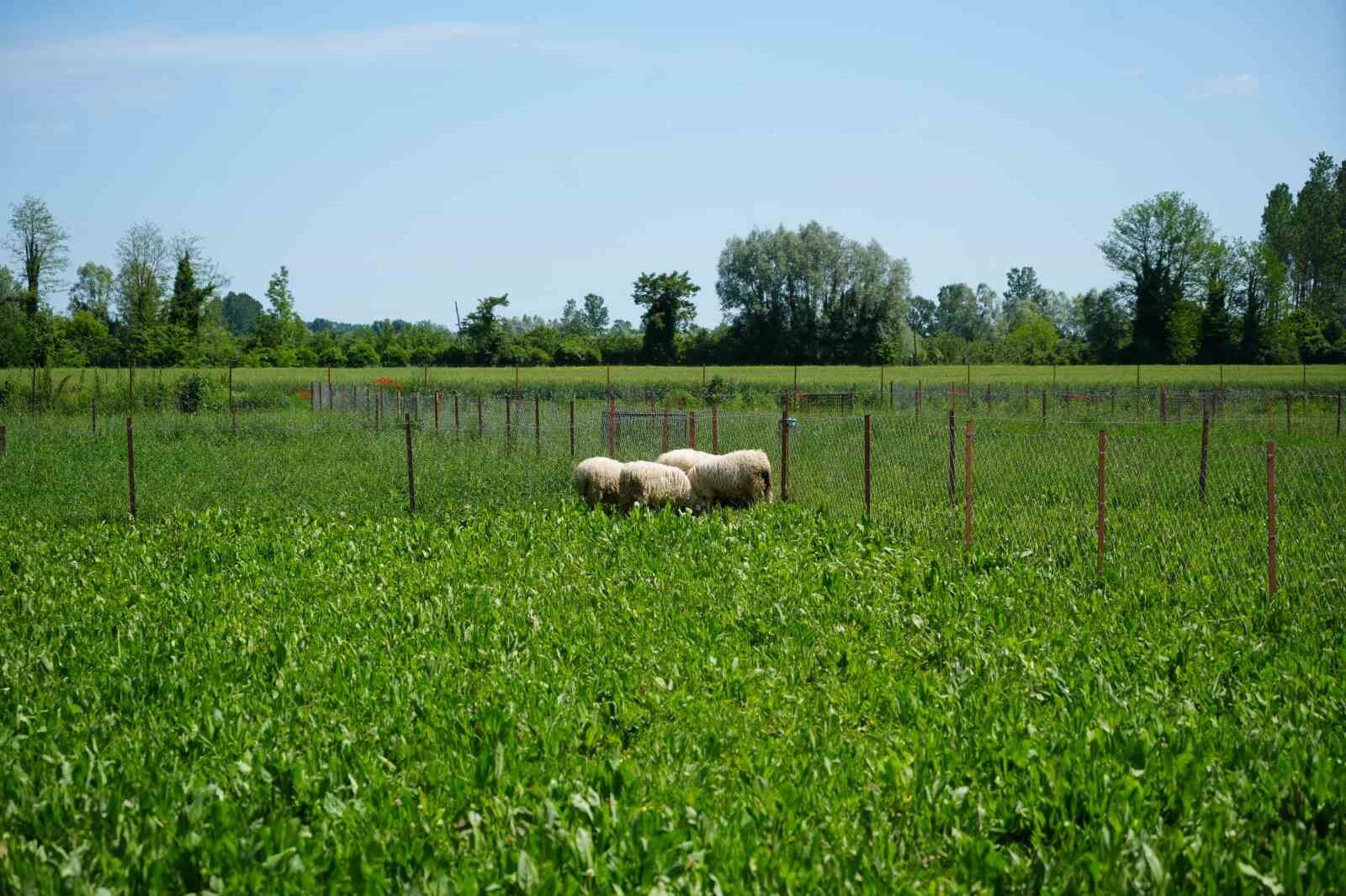 Yapay meralarla sofralara daha ucuz kuzu eti geliyor
