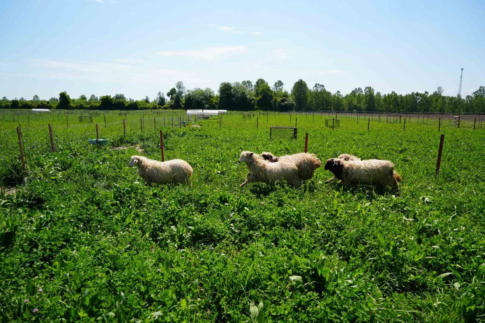 Yapay meralarla sofralara daha ucuz kuzu eti geliyor
