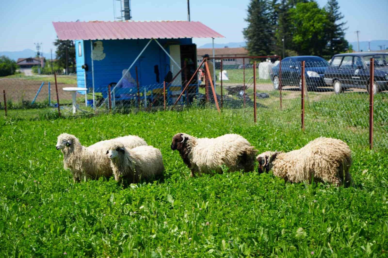 Yapay meralarla sofralara daha ucuz kuzu eti geliyor