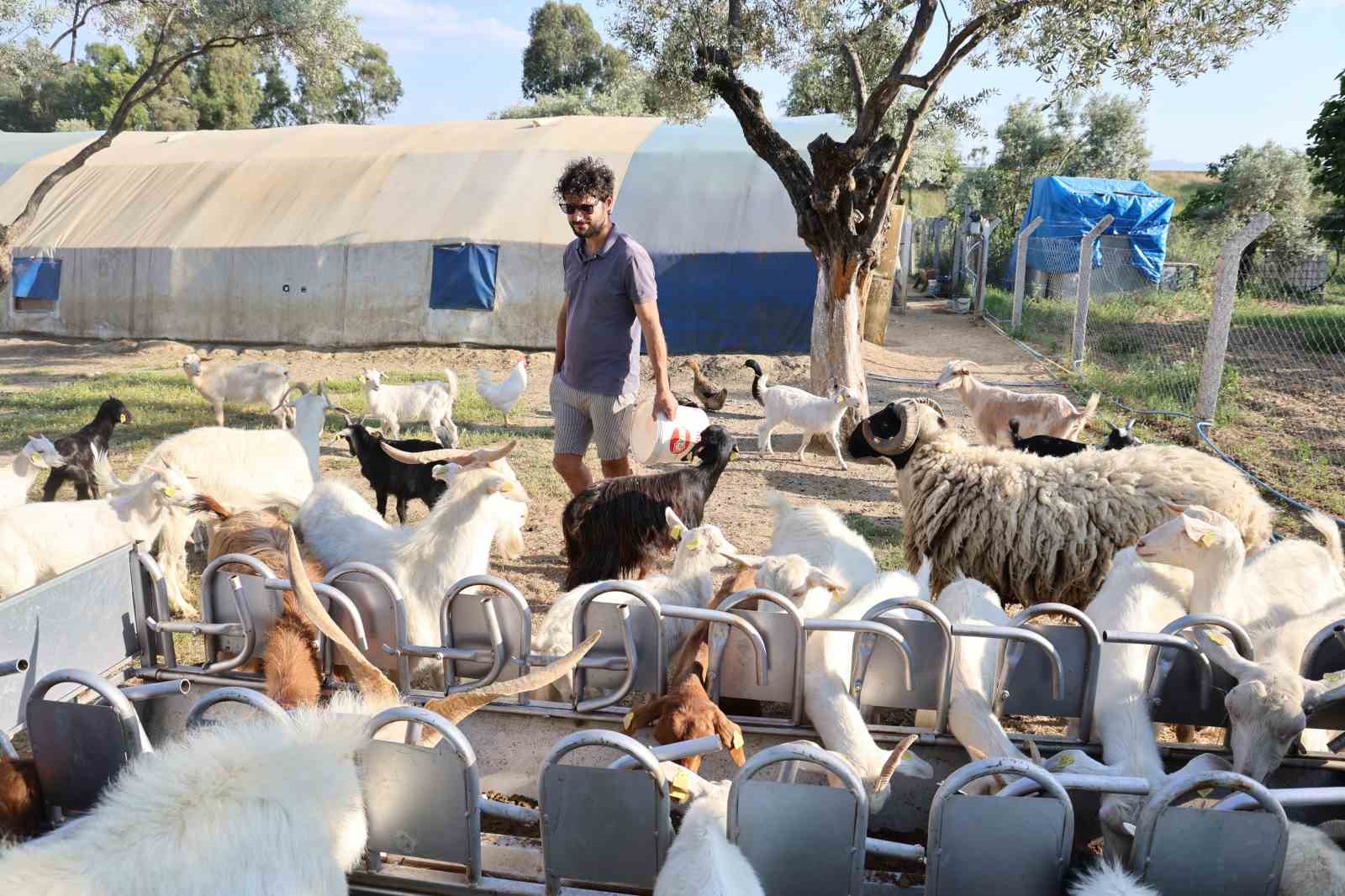 Çocuğuna taze süt içirmek için keçi aldı, kendisini çobanlık mesleğinin içinde buldu