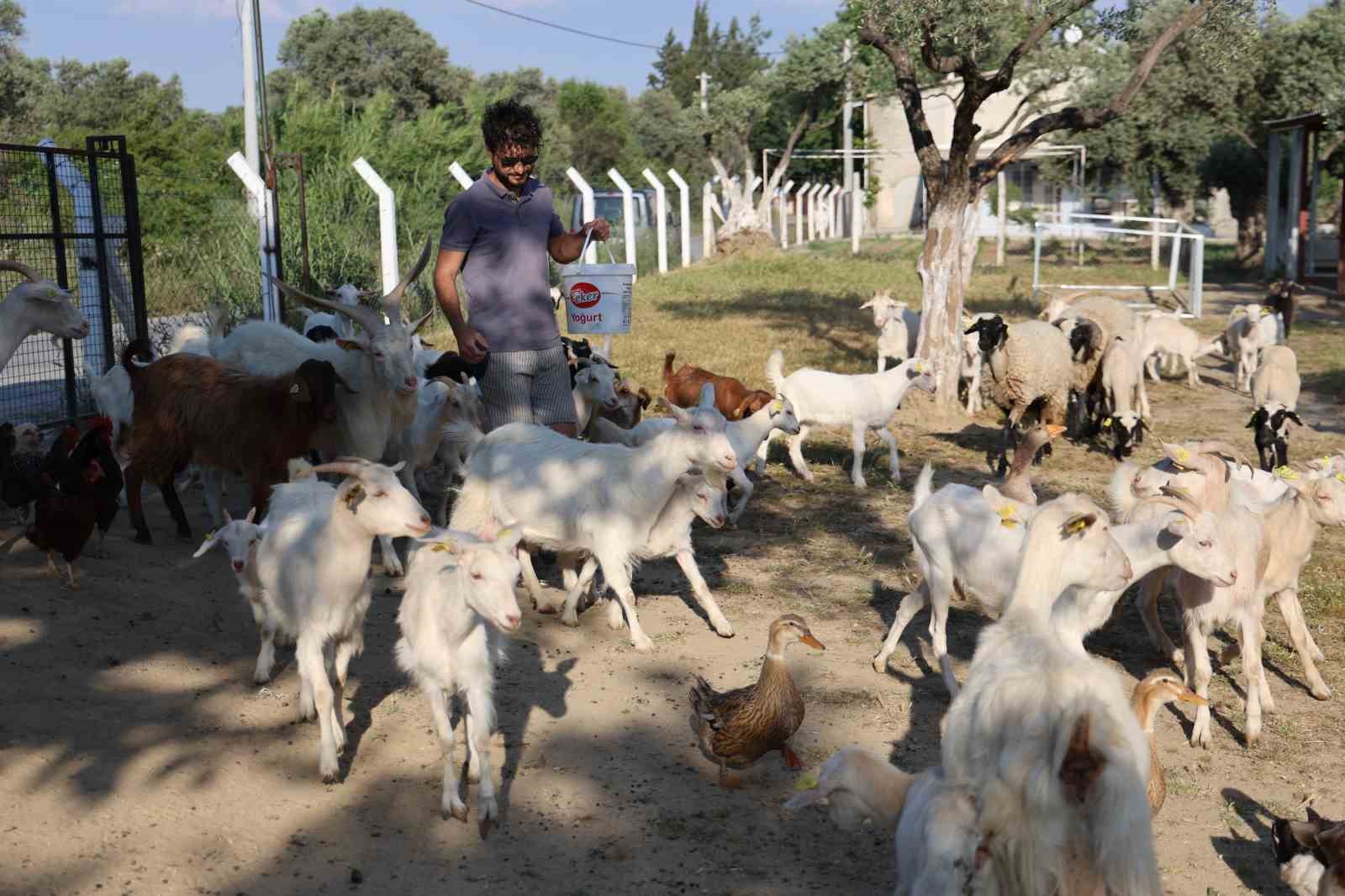 Çocuğuna taze süt içirmek için keçi aldı, kendisini çobanlık mesleğinin içinde buldu