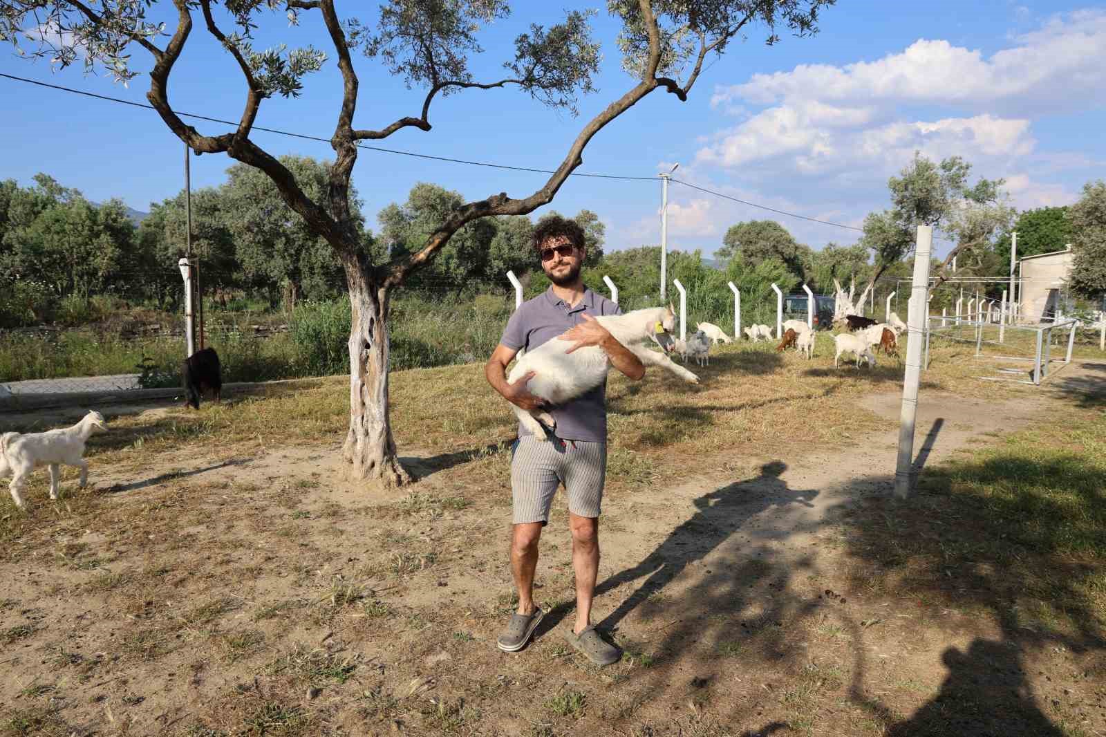 Çocuğuna taze süt içirmek için keçi aldı, kendisini çobanlık mesleğinin içinde buldu