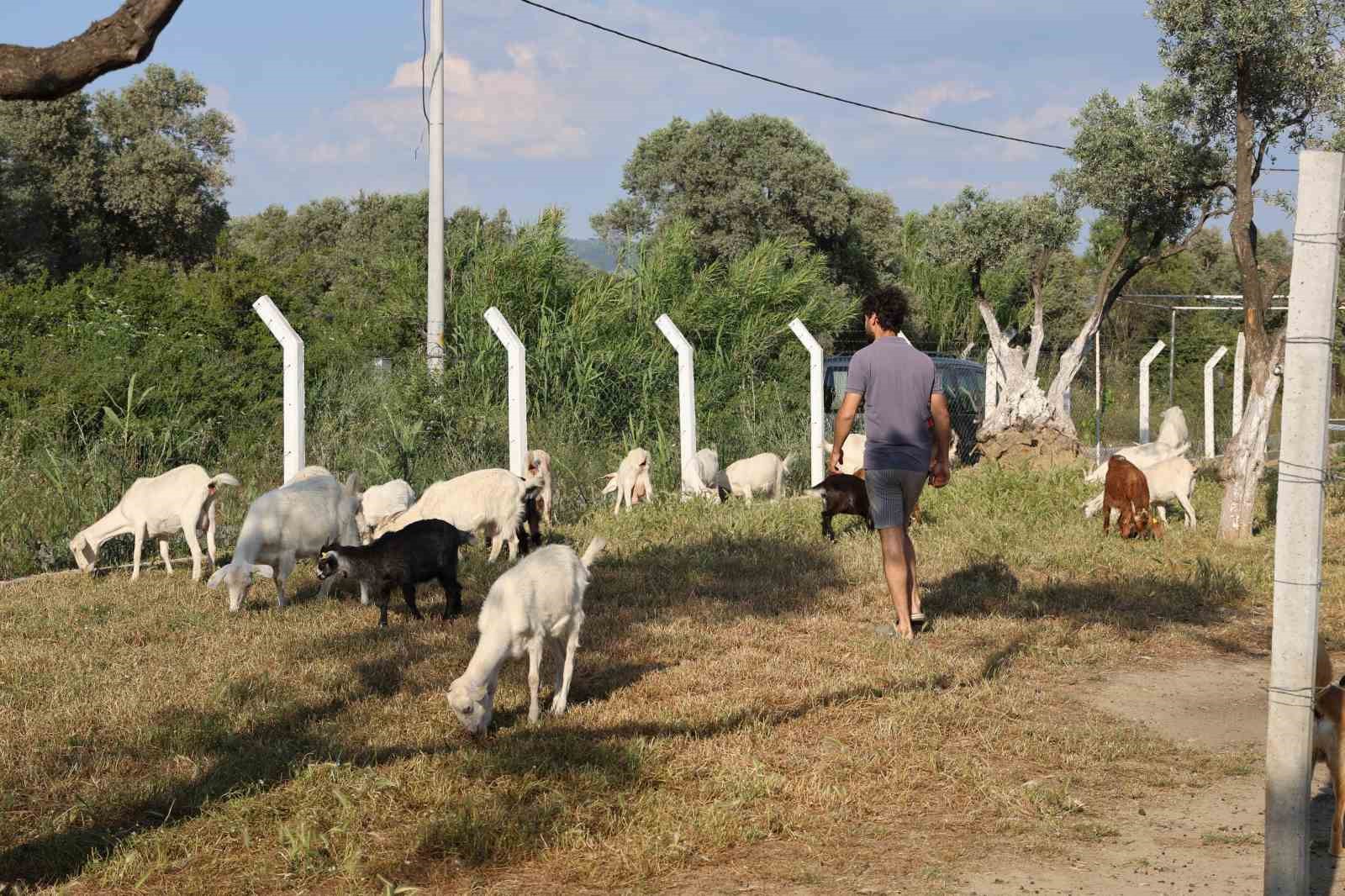 Çocuğuna taze süt içirmek için keçi aldı, kendisini çobanlık mesleğinin içinde buldu