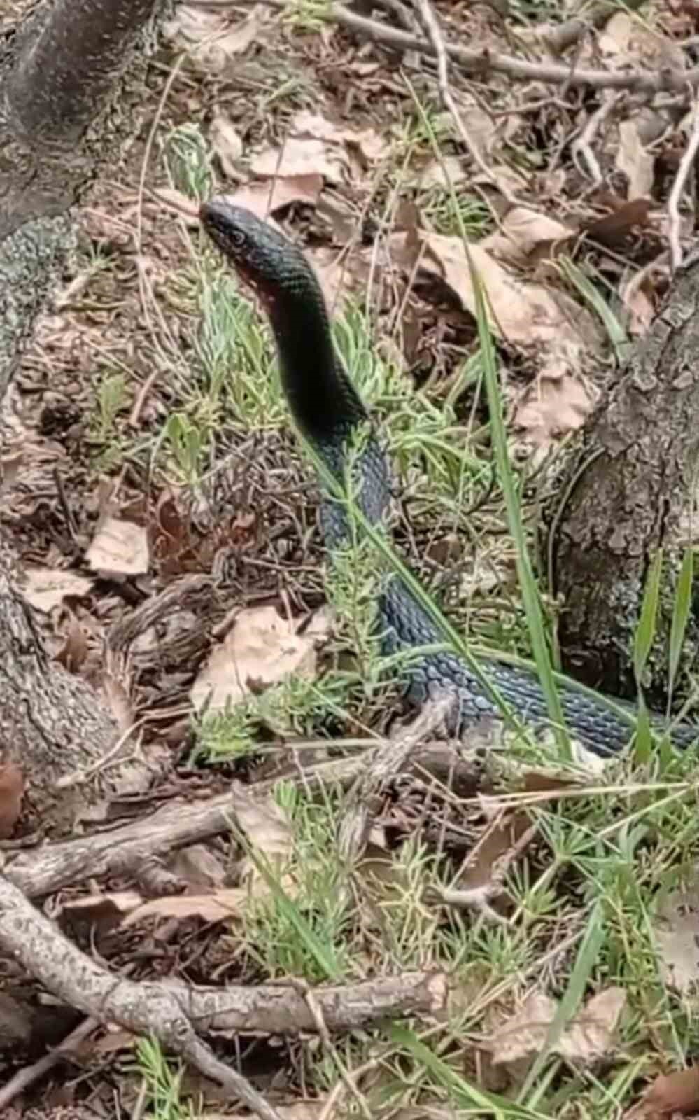 Yüksekova’da kara yılan görüntülendi