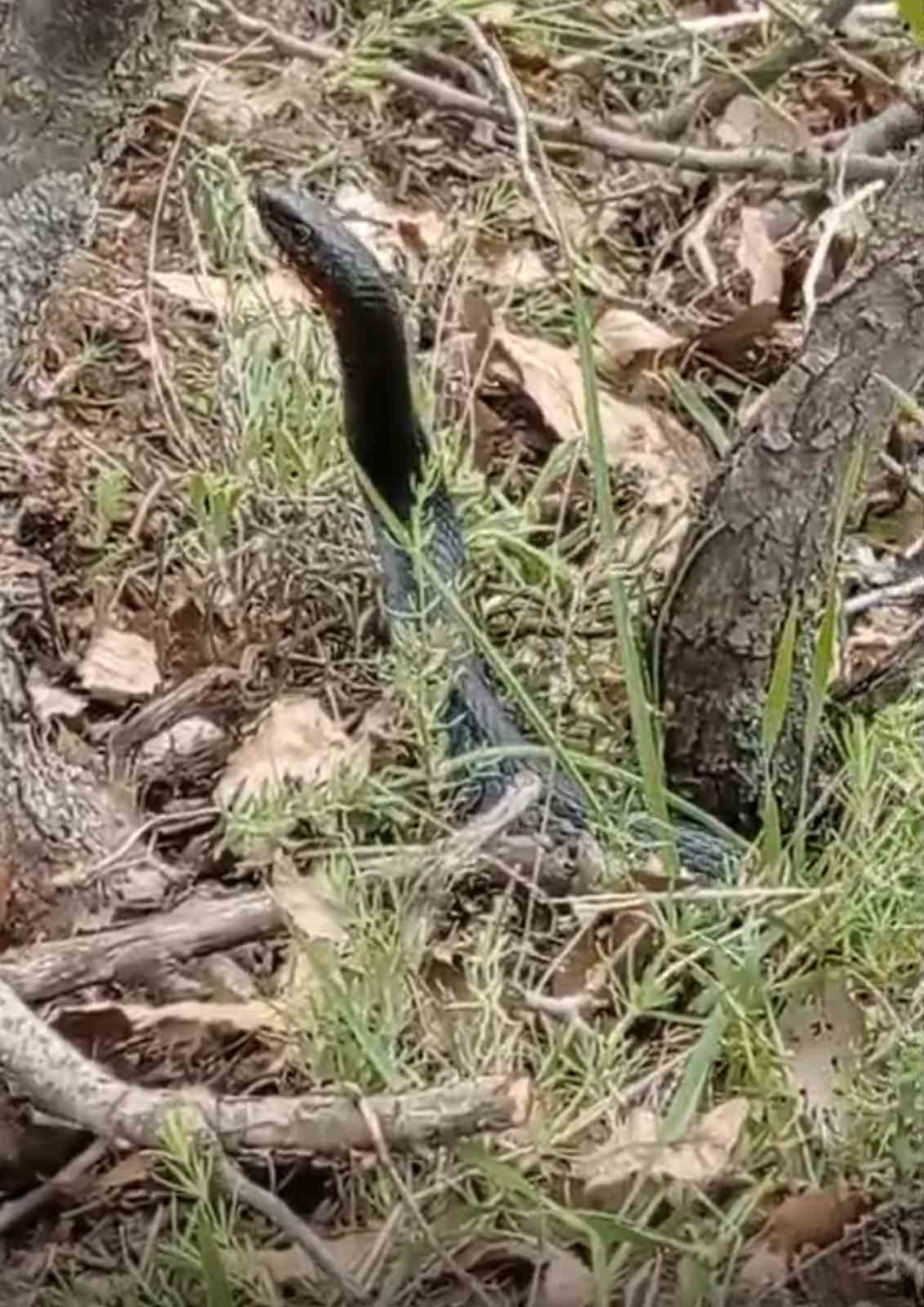 Yüksekova’da kara yılan görüntülendi